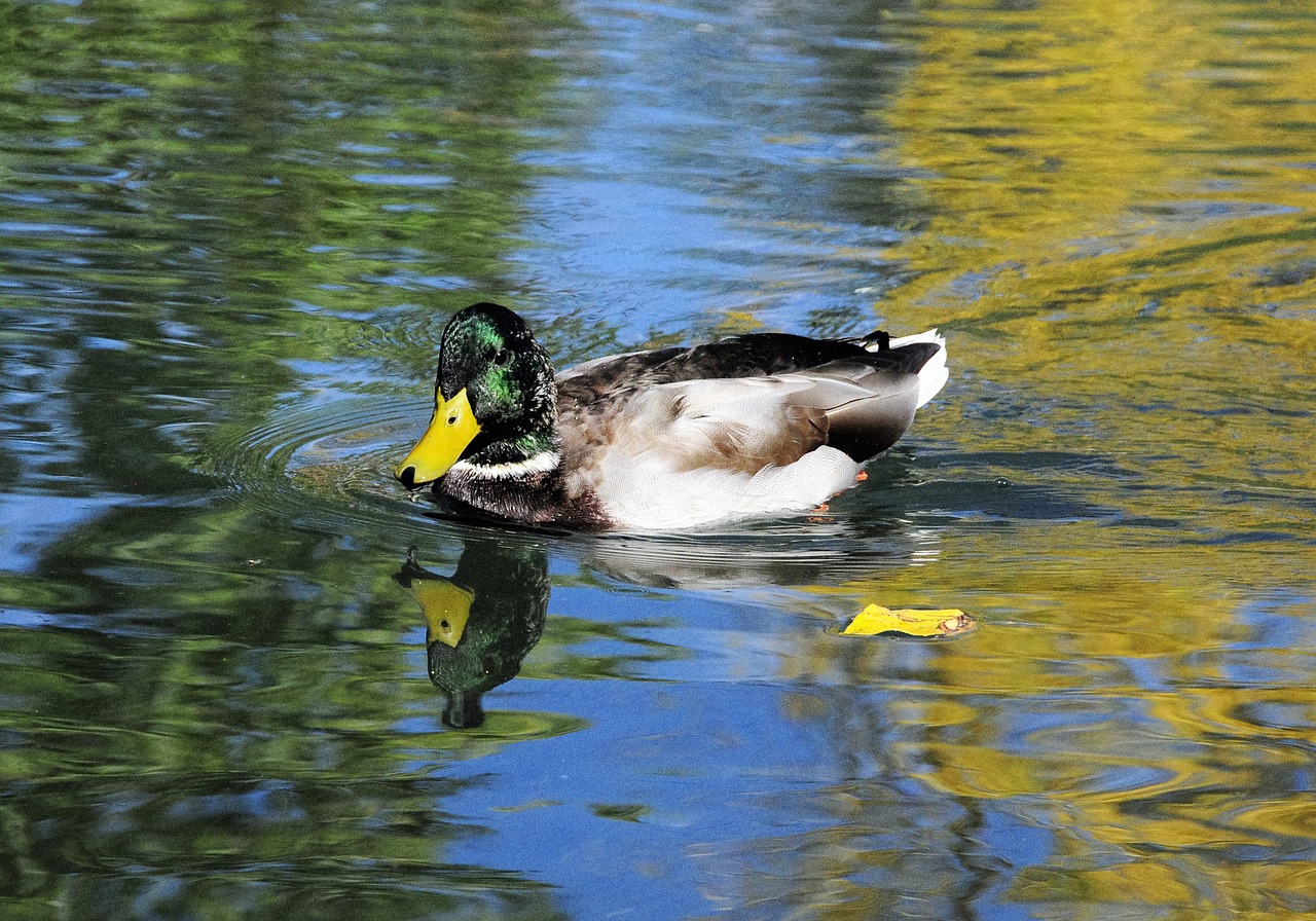 duck bird water free photo