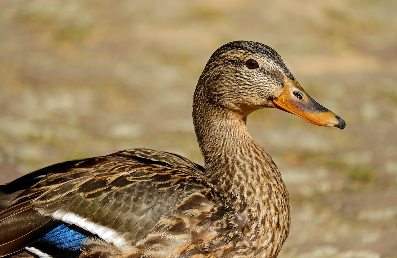 duck bird animal free photo