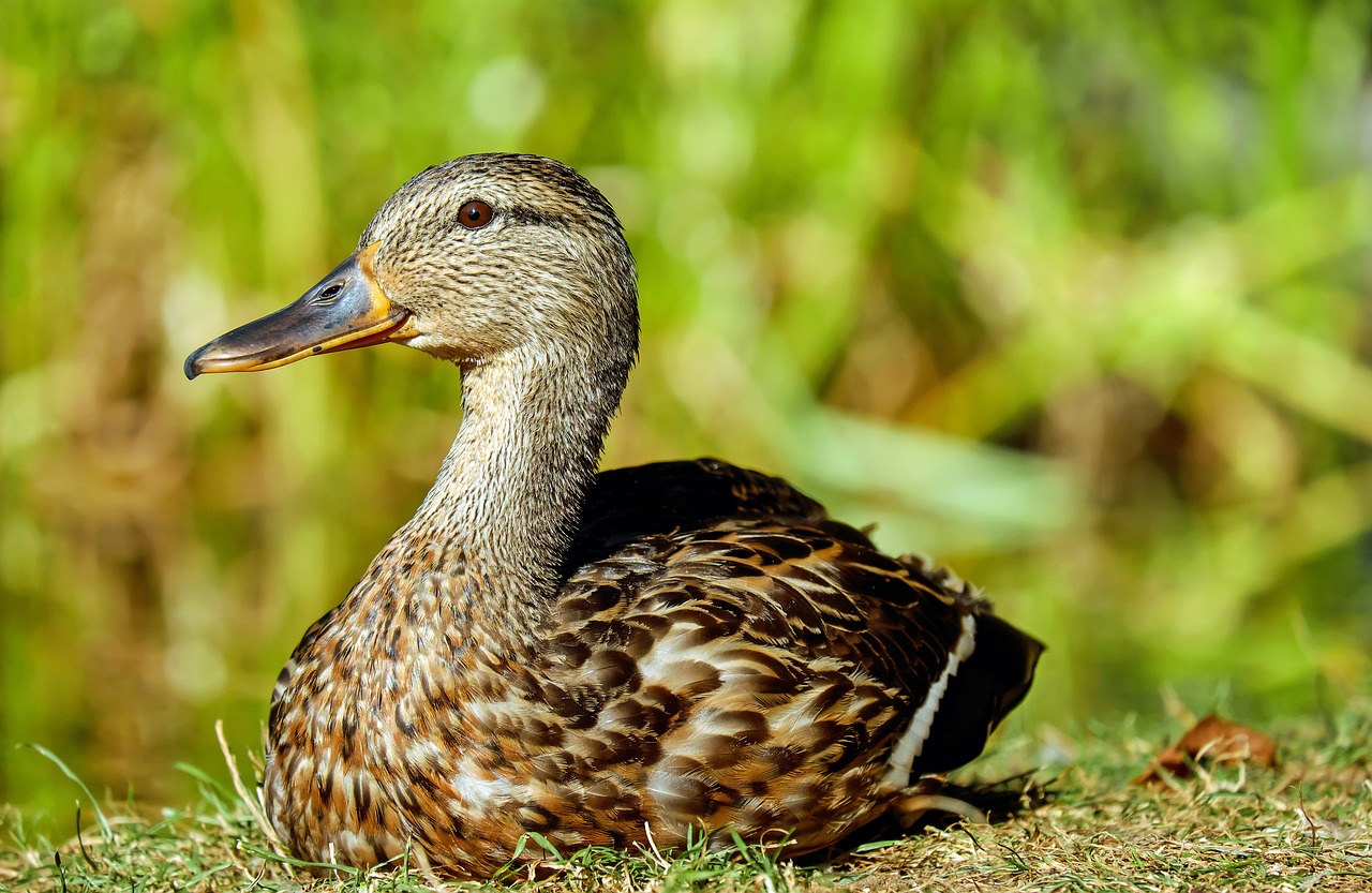 duck water bird lying free photo