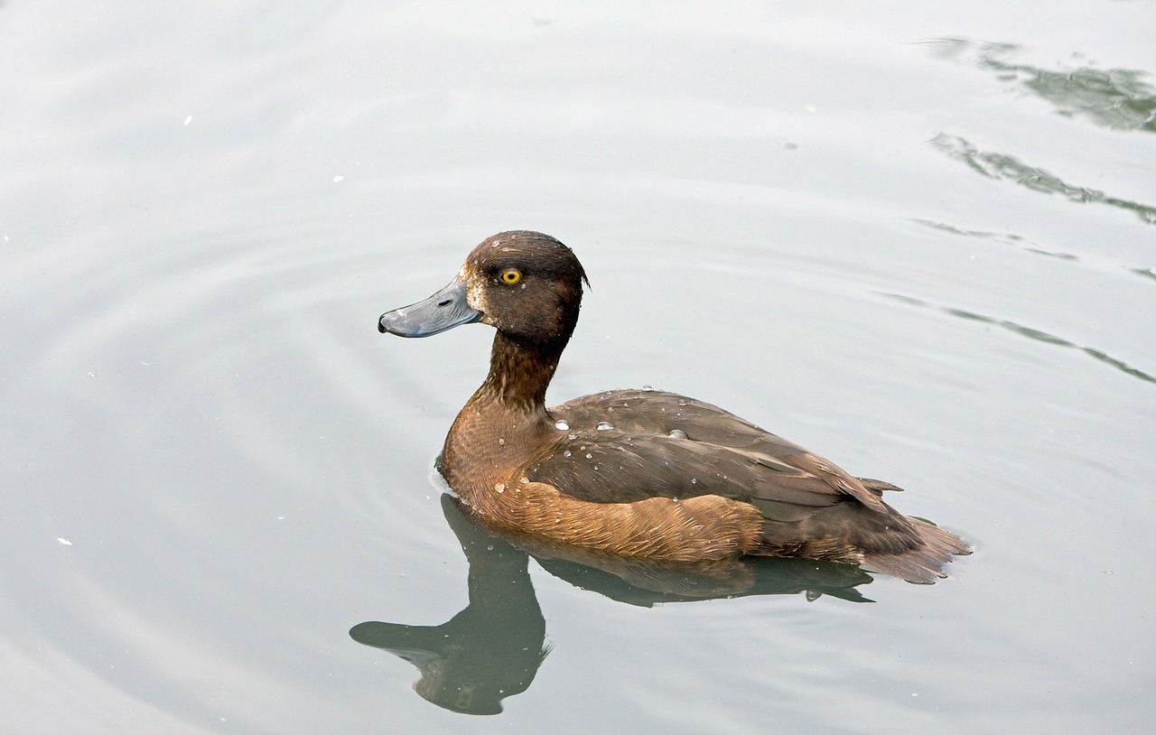 duck brown bird free photo