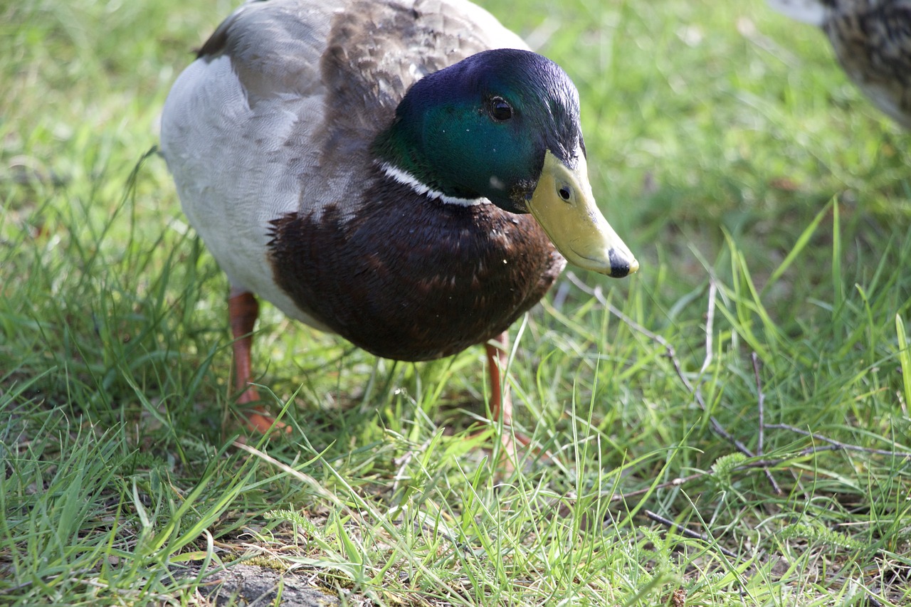 duck nature bird free photo