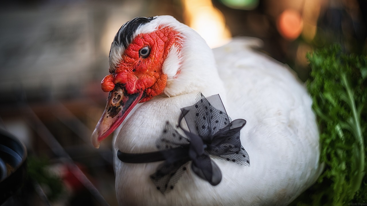 duck farm agriculture free photo