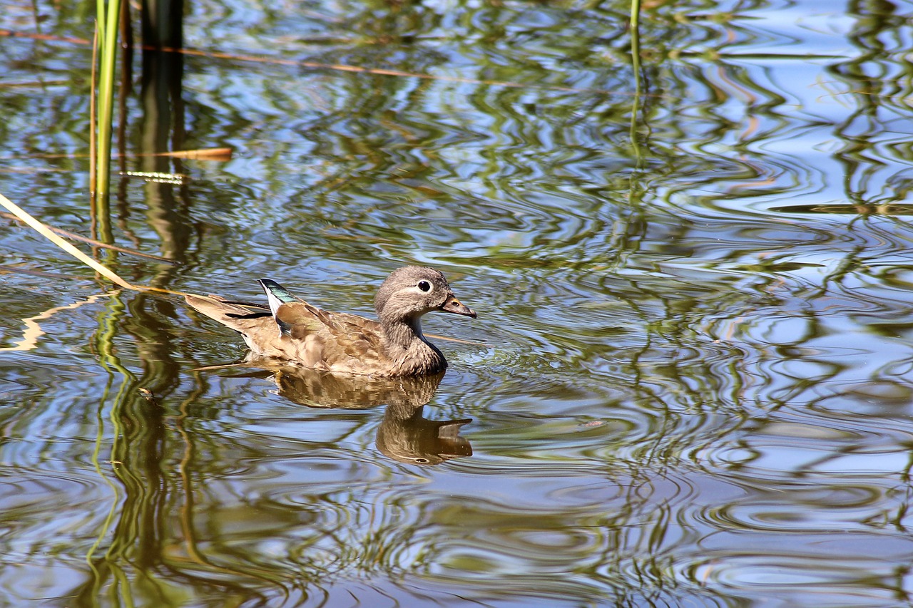 duck gadwall water bird free photo