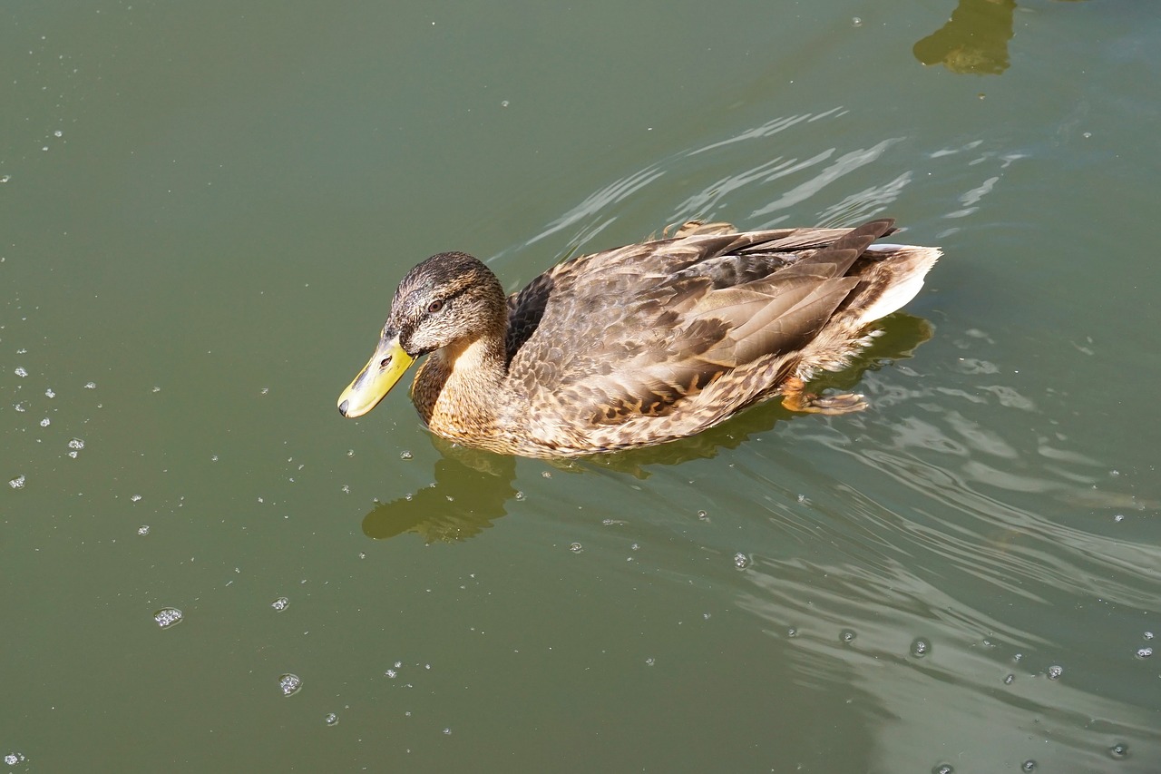 duck pond water free photo