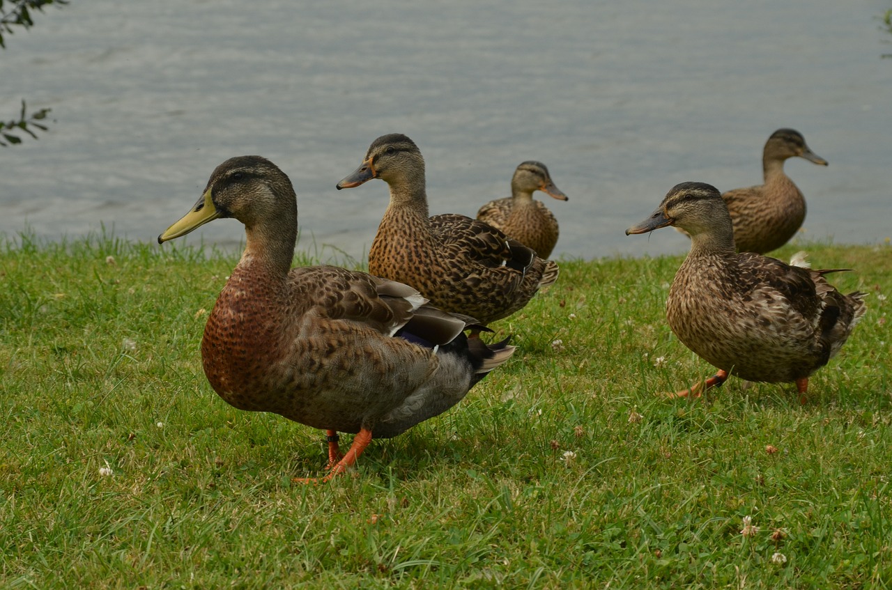 duck bird waterfowl free photo