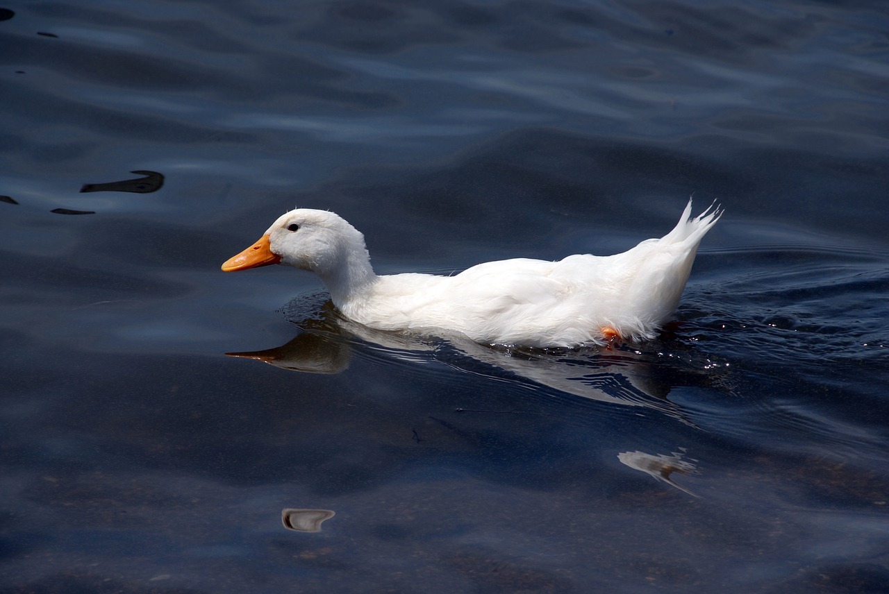 duck pond bird free photo
