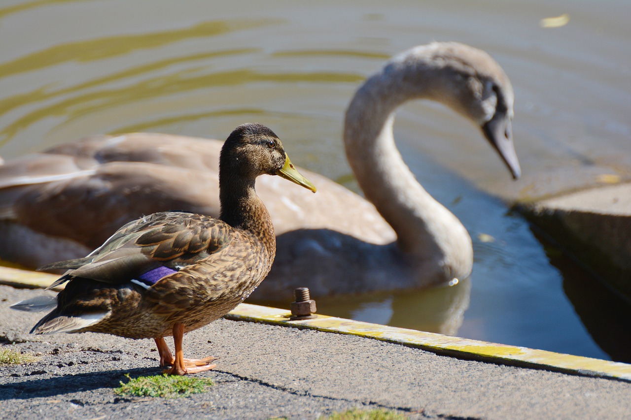 duck mallard swan free photo