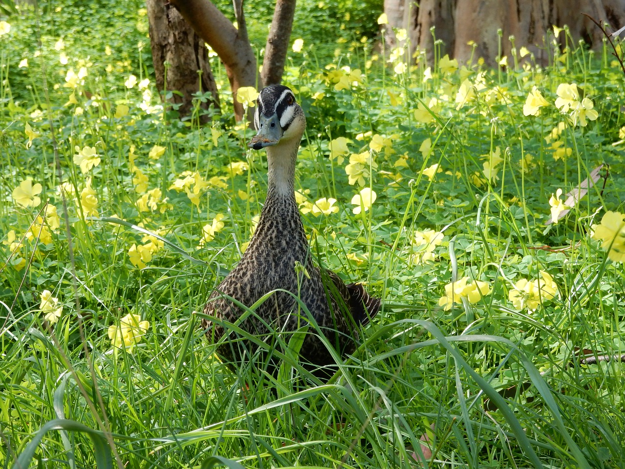 duck bird water bird free photo