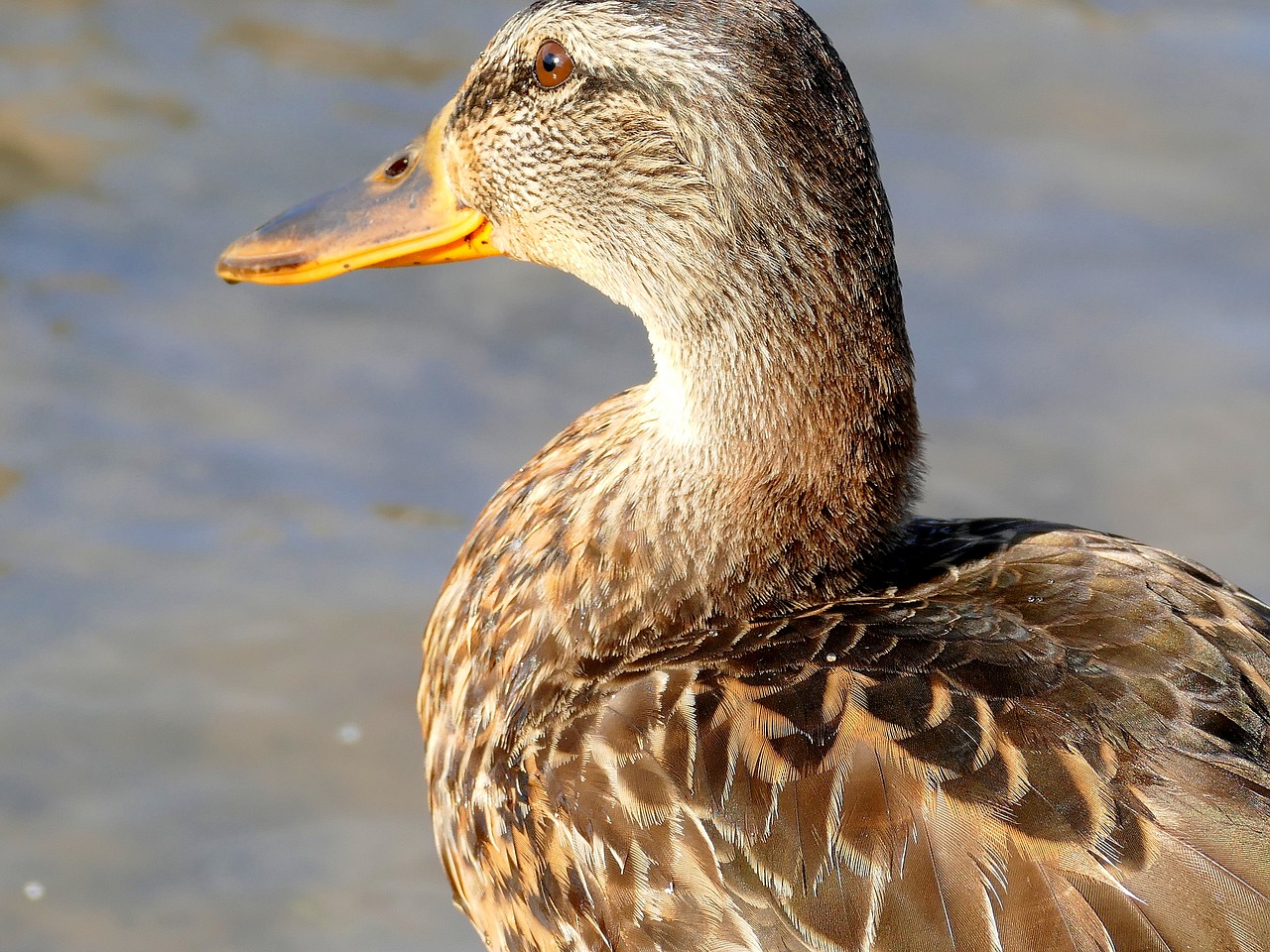 duck water bird bird free photo