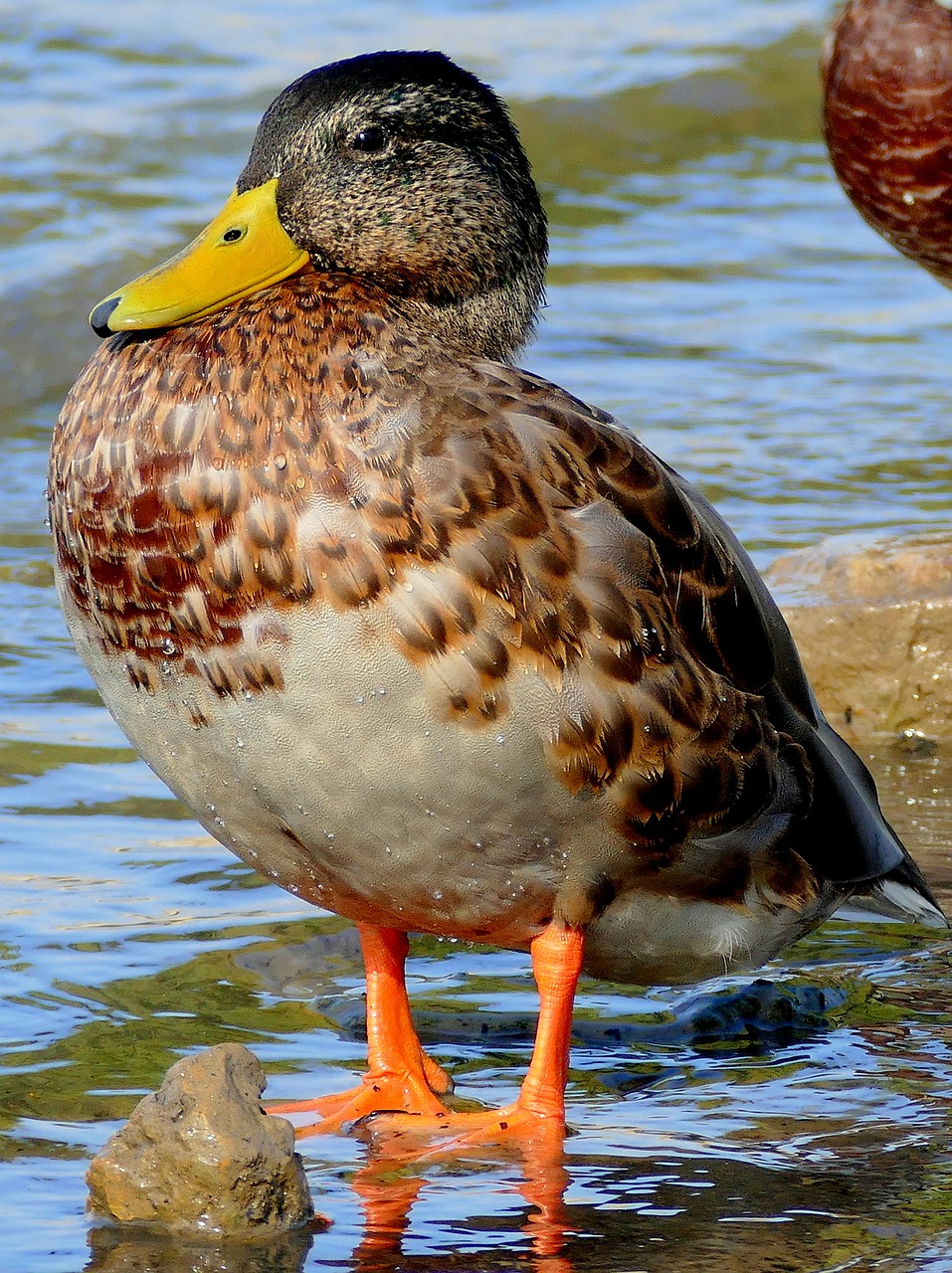 duck water bird water free photo