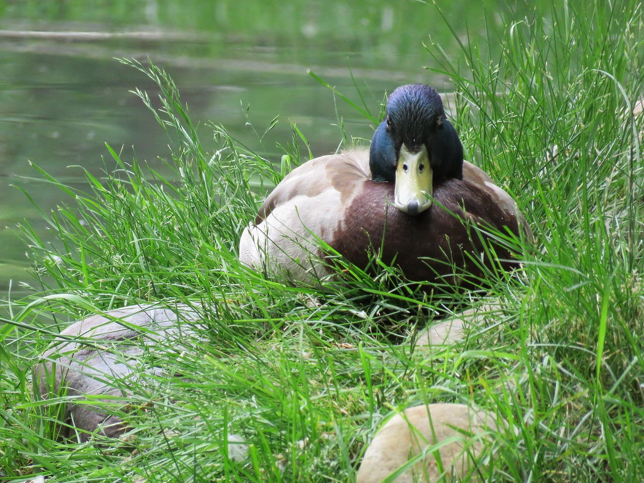 duck mallard bird free photo