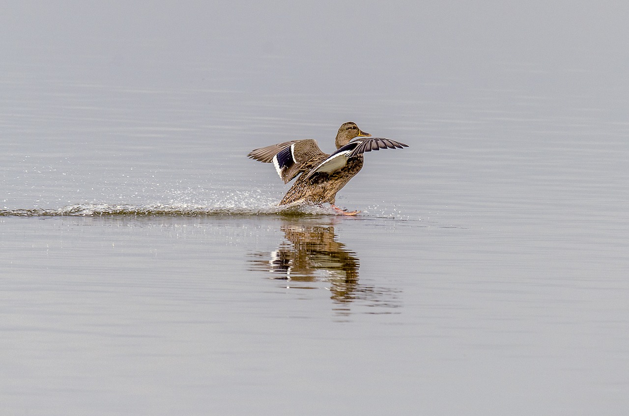duck nature gliding free photo
