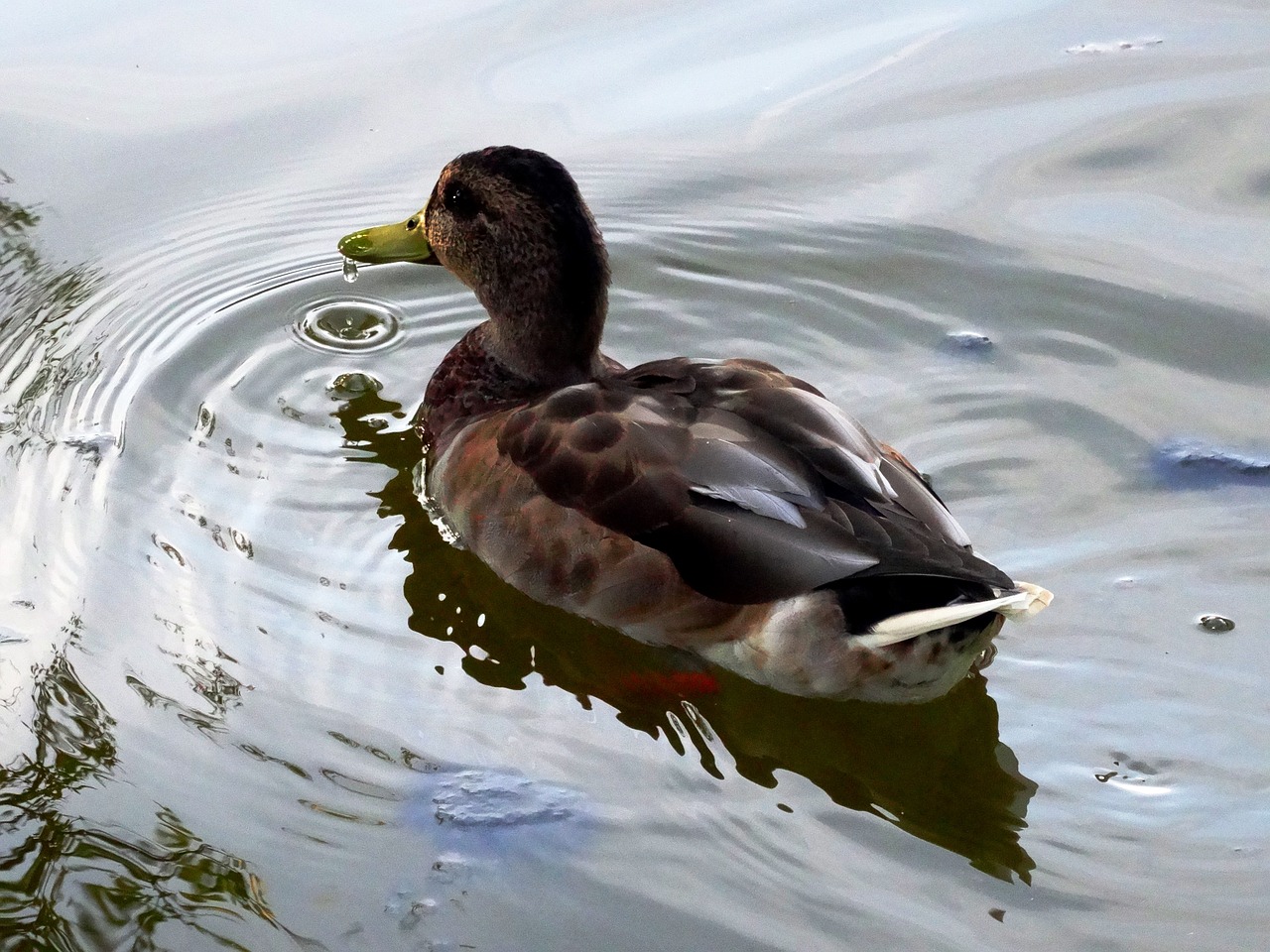 duck pond water free photo
