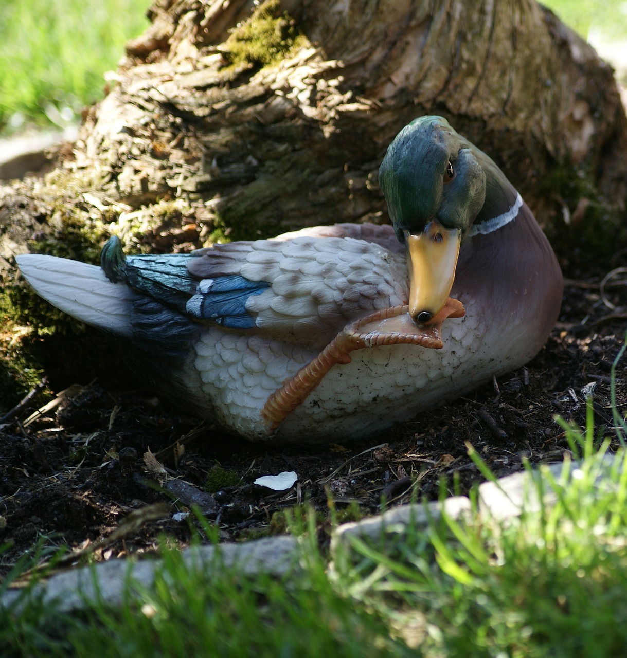 duck animal bird free photo