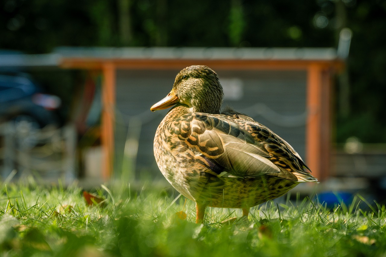 duck bird water bird free photo