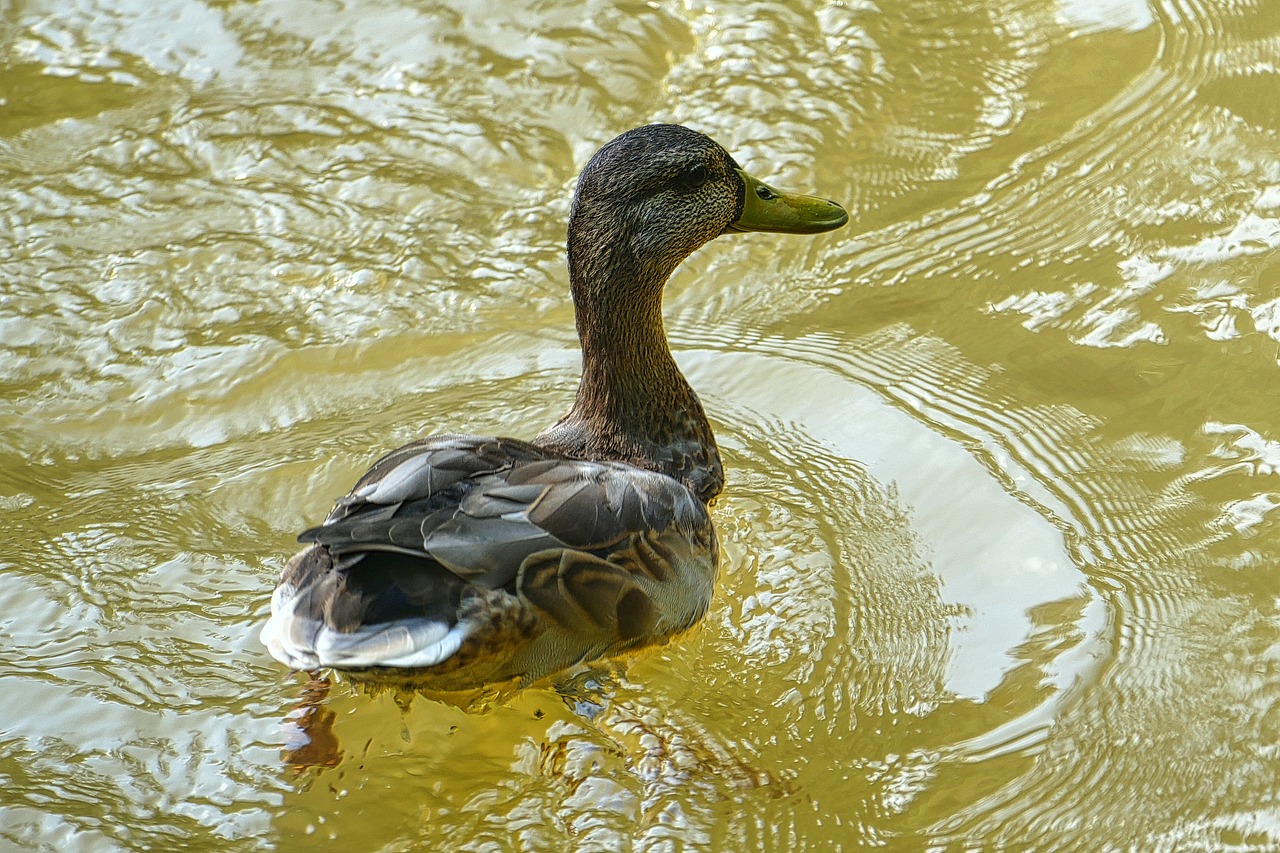 duck pond water free photo