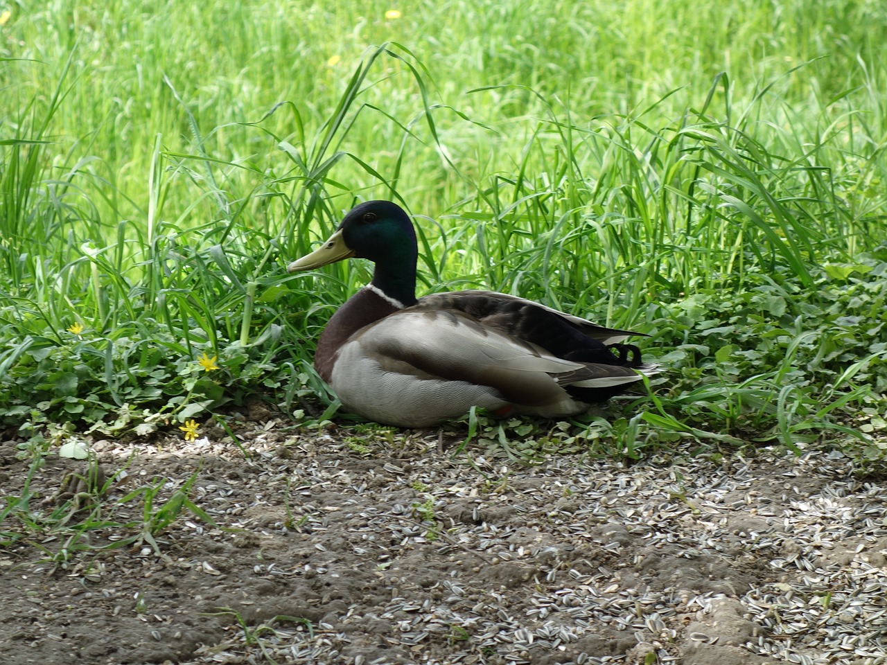 duck nature animals free photo