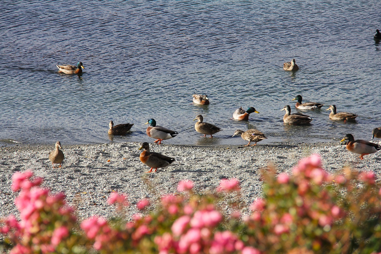 duck scenics amazing free photo