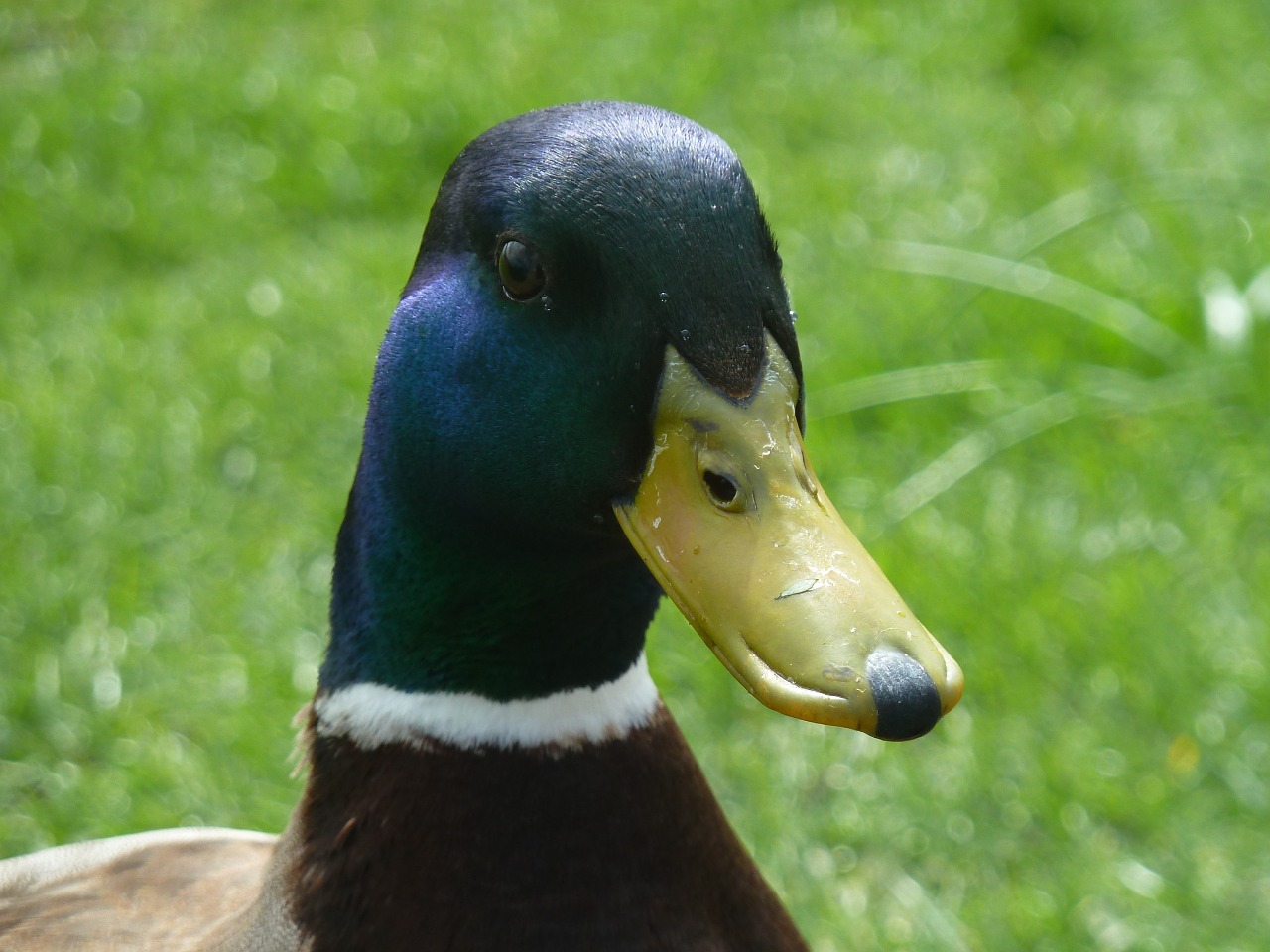 duck animals bird free photo