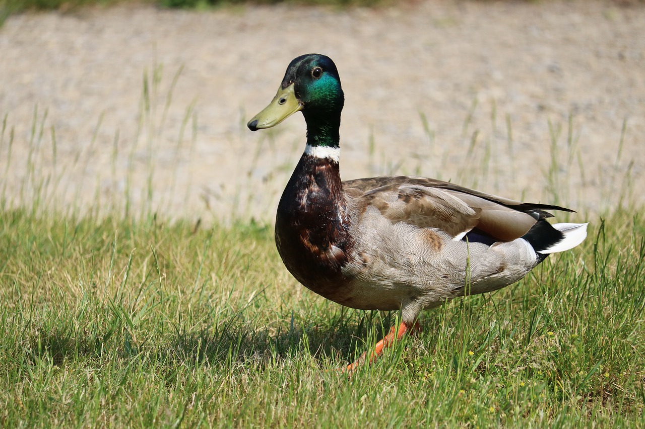 duck meadow bird free photo