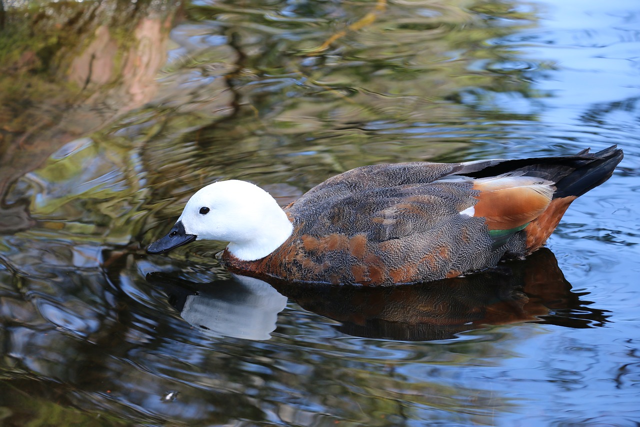 duck pond bird free photo