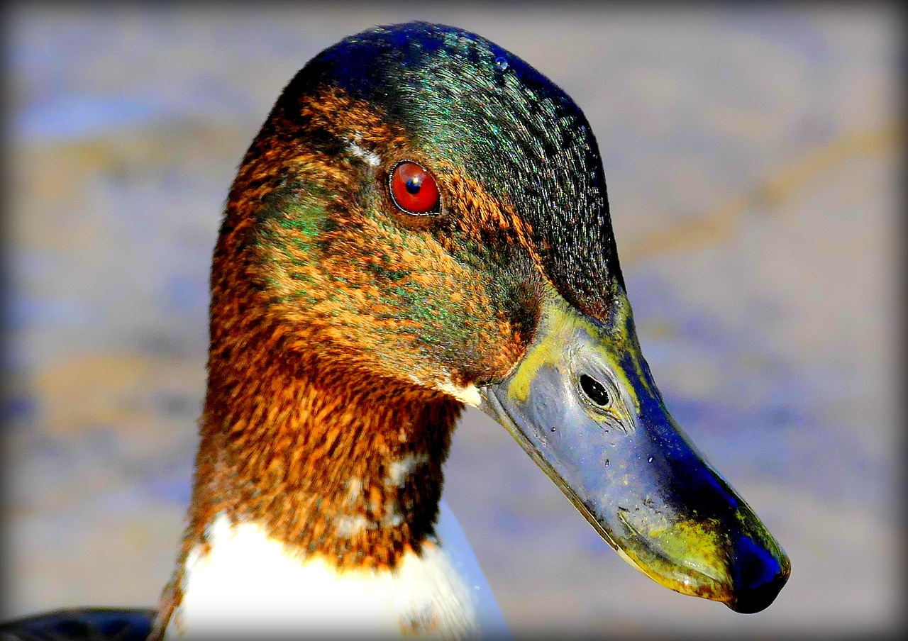 duck duck head bill free photo