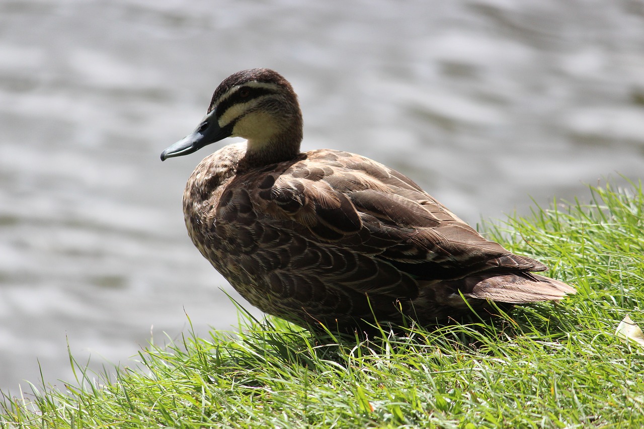 duck bird lake free photo