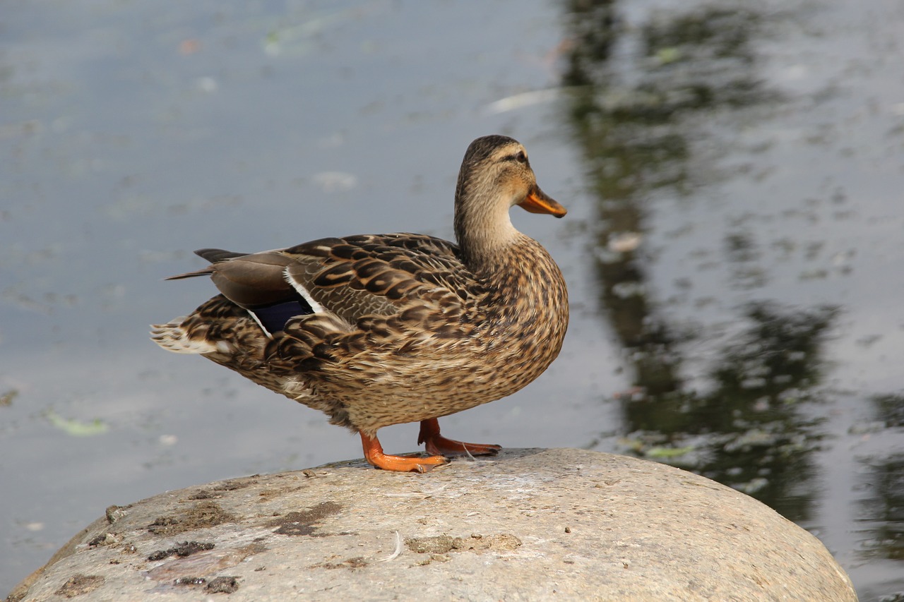 duck water bird free photo