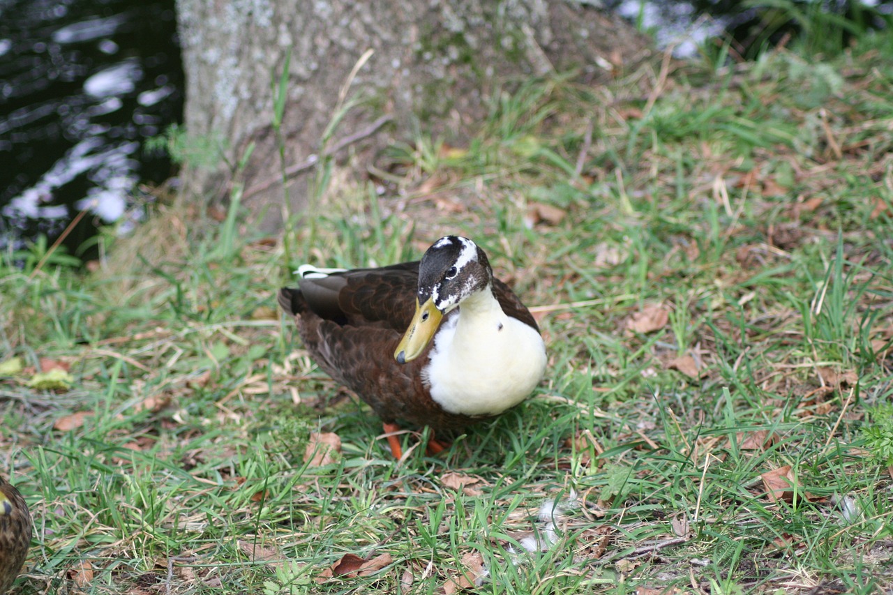 duck mallard bird free photo