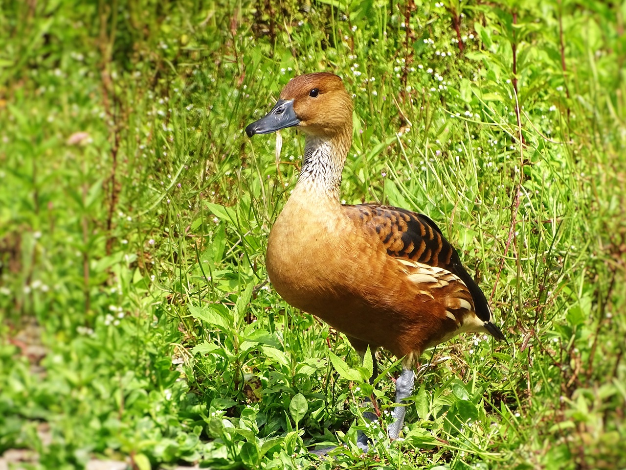 duck animal nature free photo