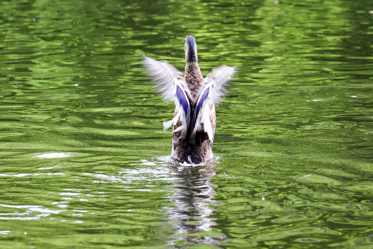 duck start free as a bird free photo