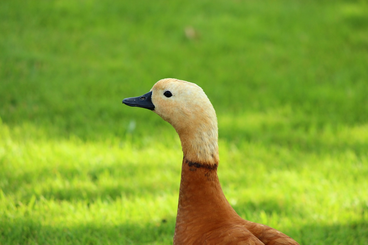 duck cute flawless free photo