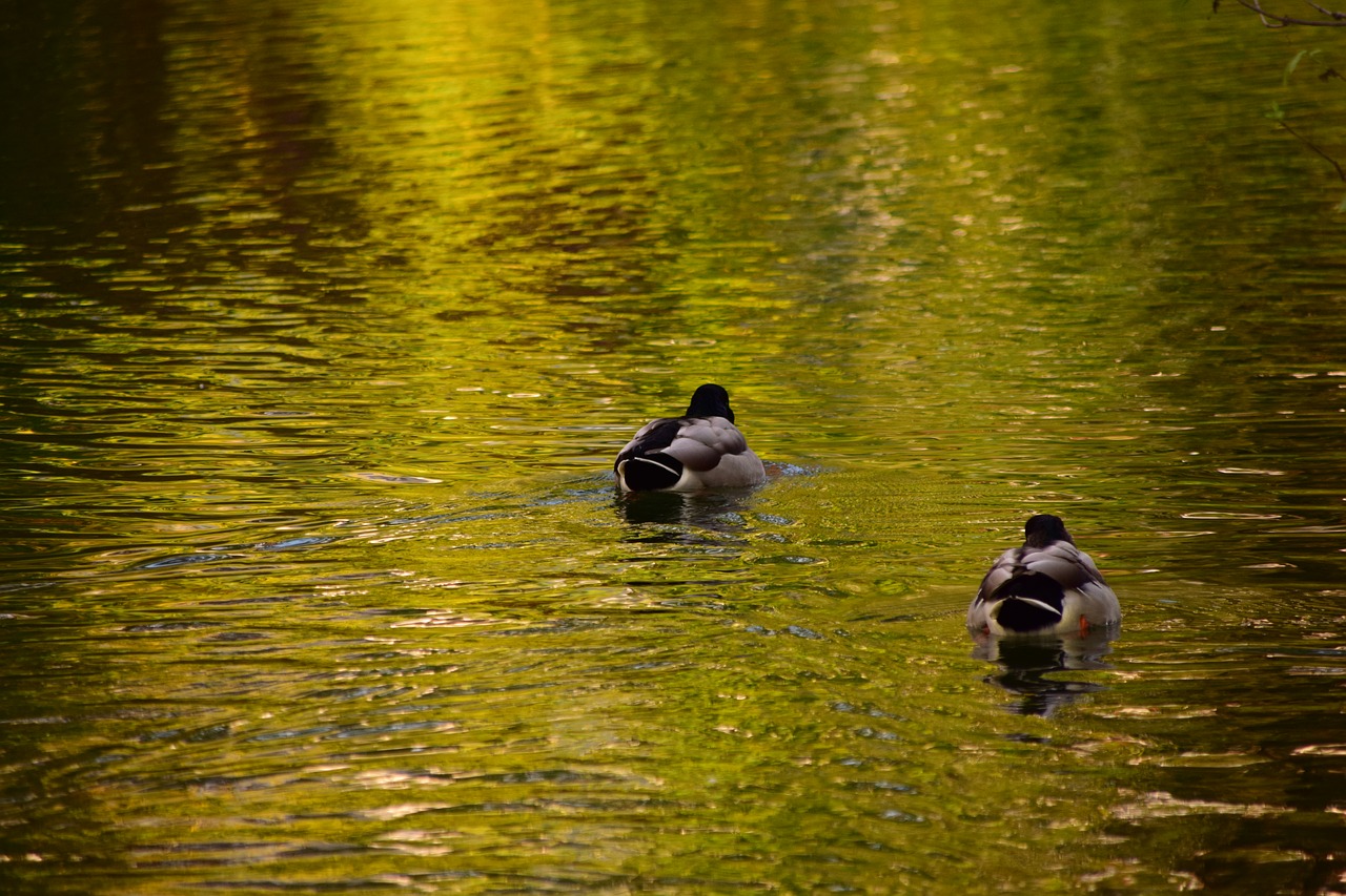 duck water animal free photo