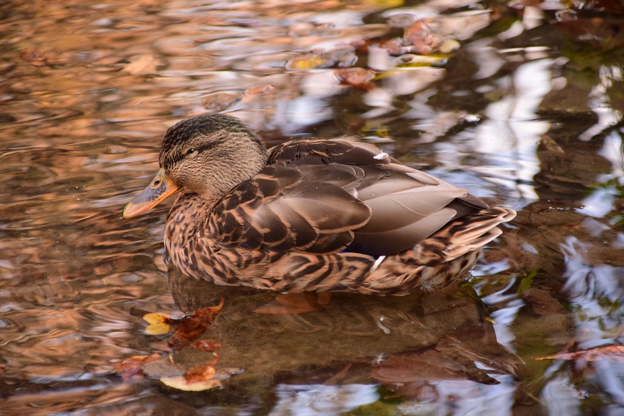 duck autumn nature free photo