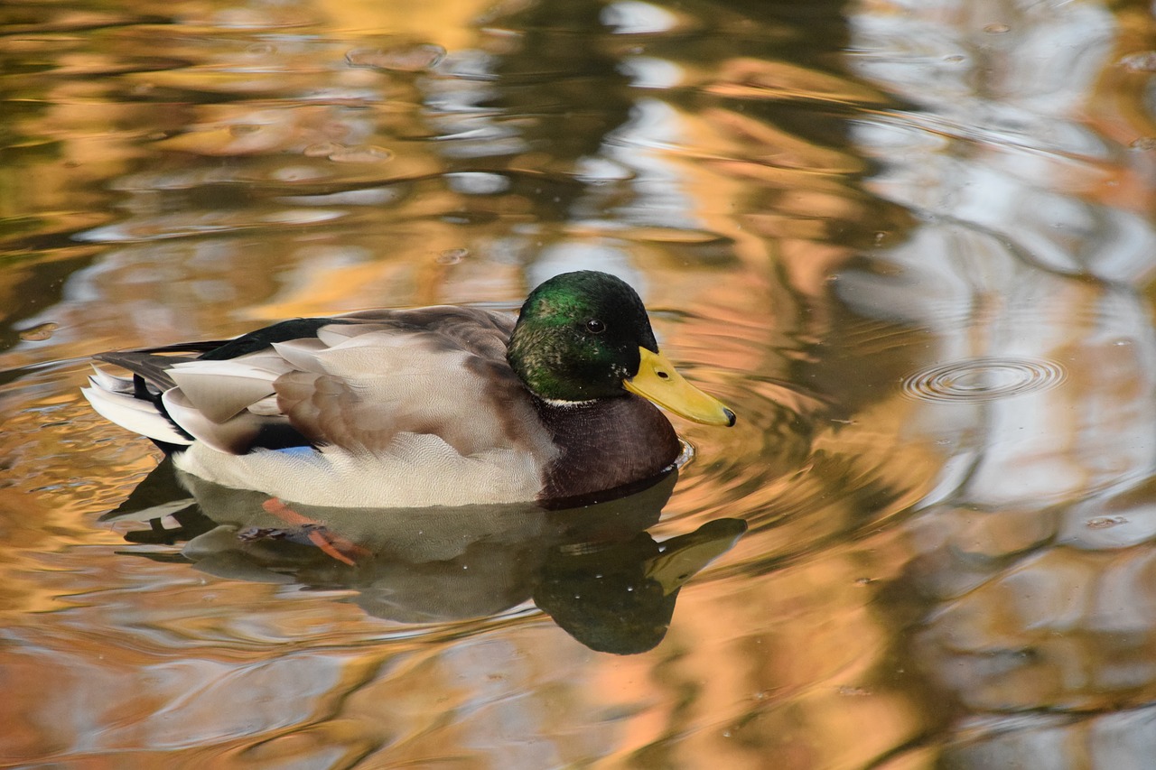 duck wild duck water free photo