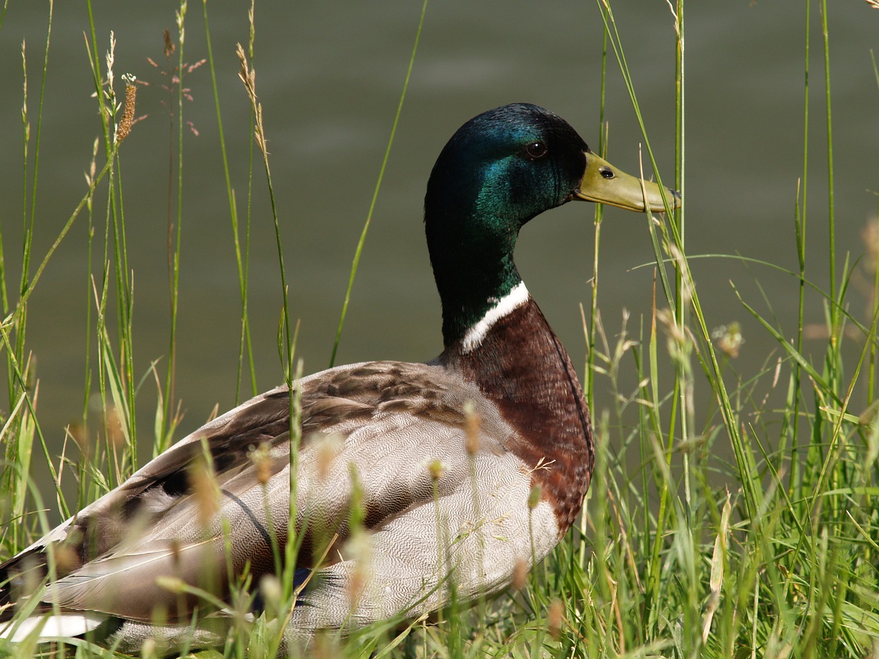 duck animal bird free photo