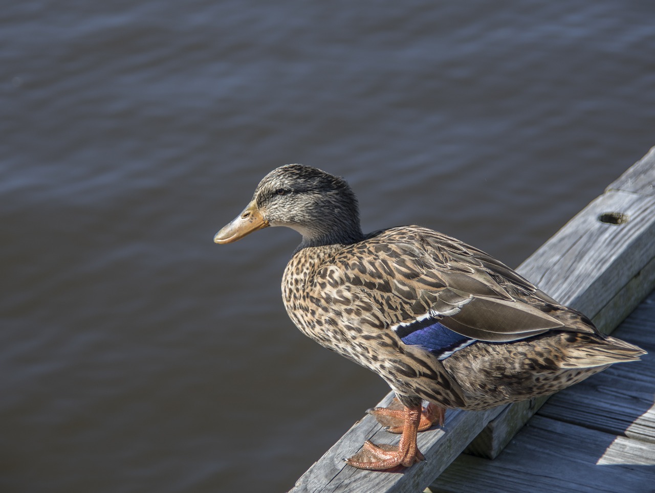 duck wood duck gulf coast free photo