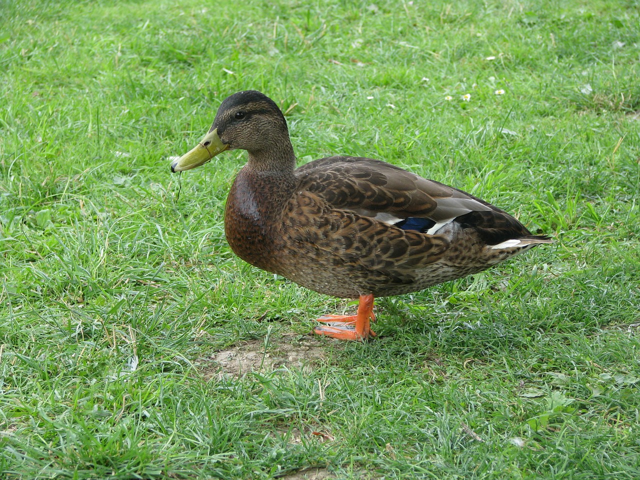 duck animal water bird free photo