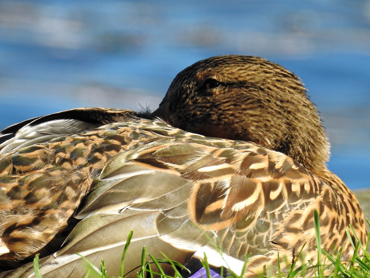 duck bird water bird free photo