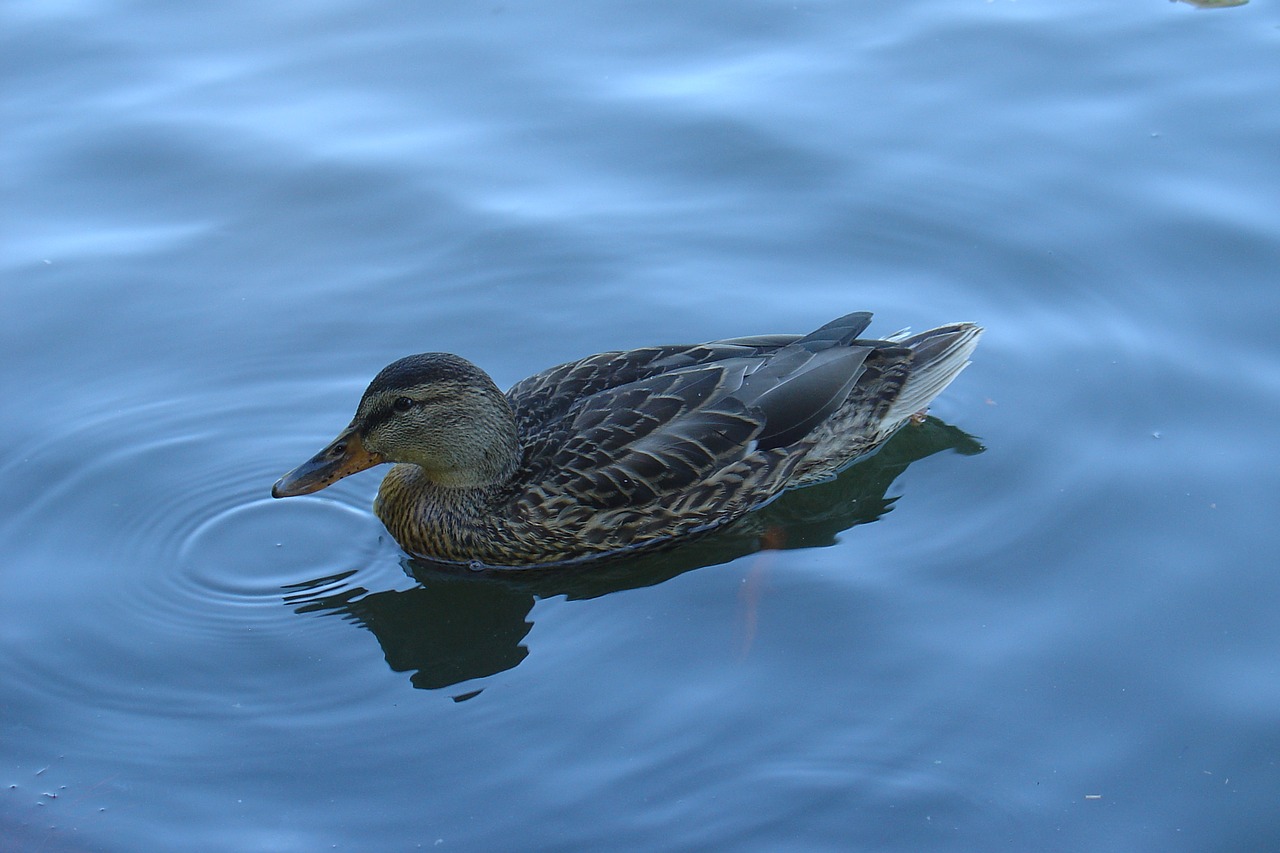 duck lake bird free photo