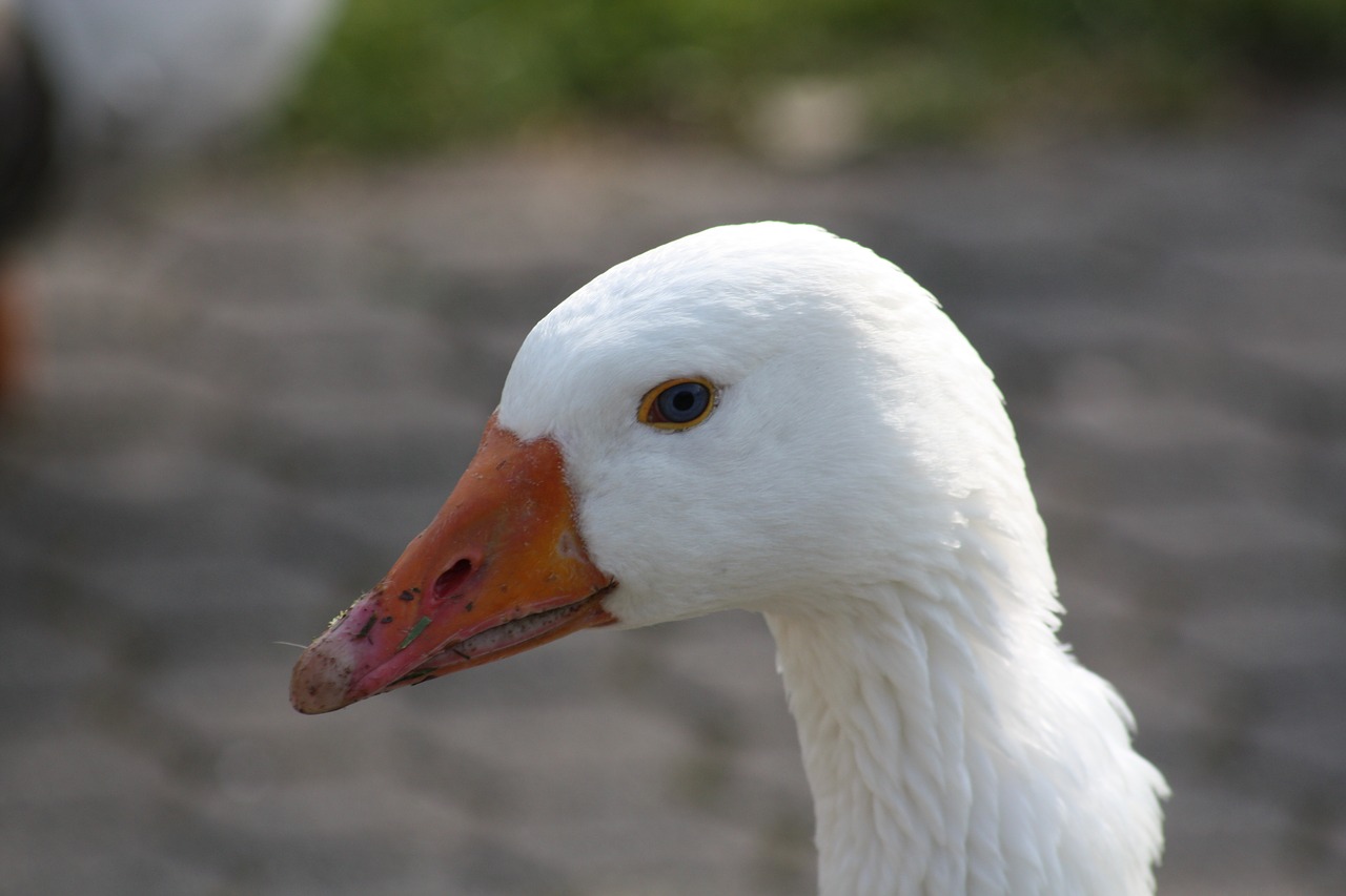 duck feather water bird free photo