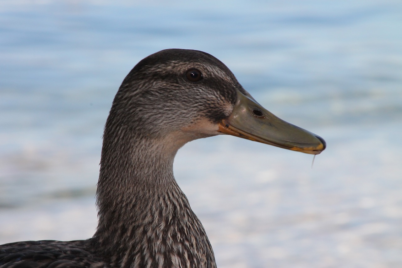 duck nature bird free photo