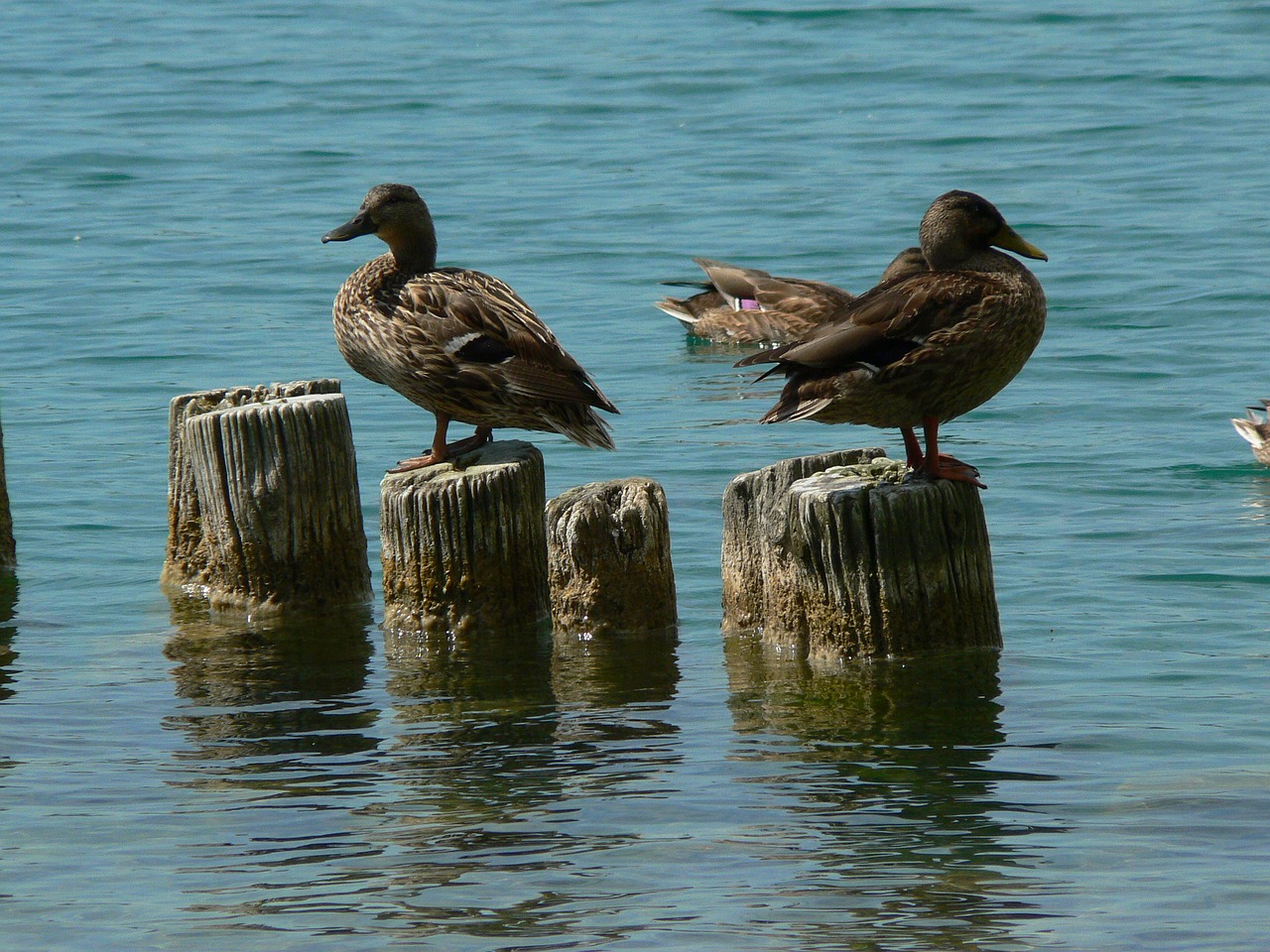 ducks lake fauna free photo