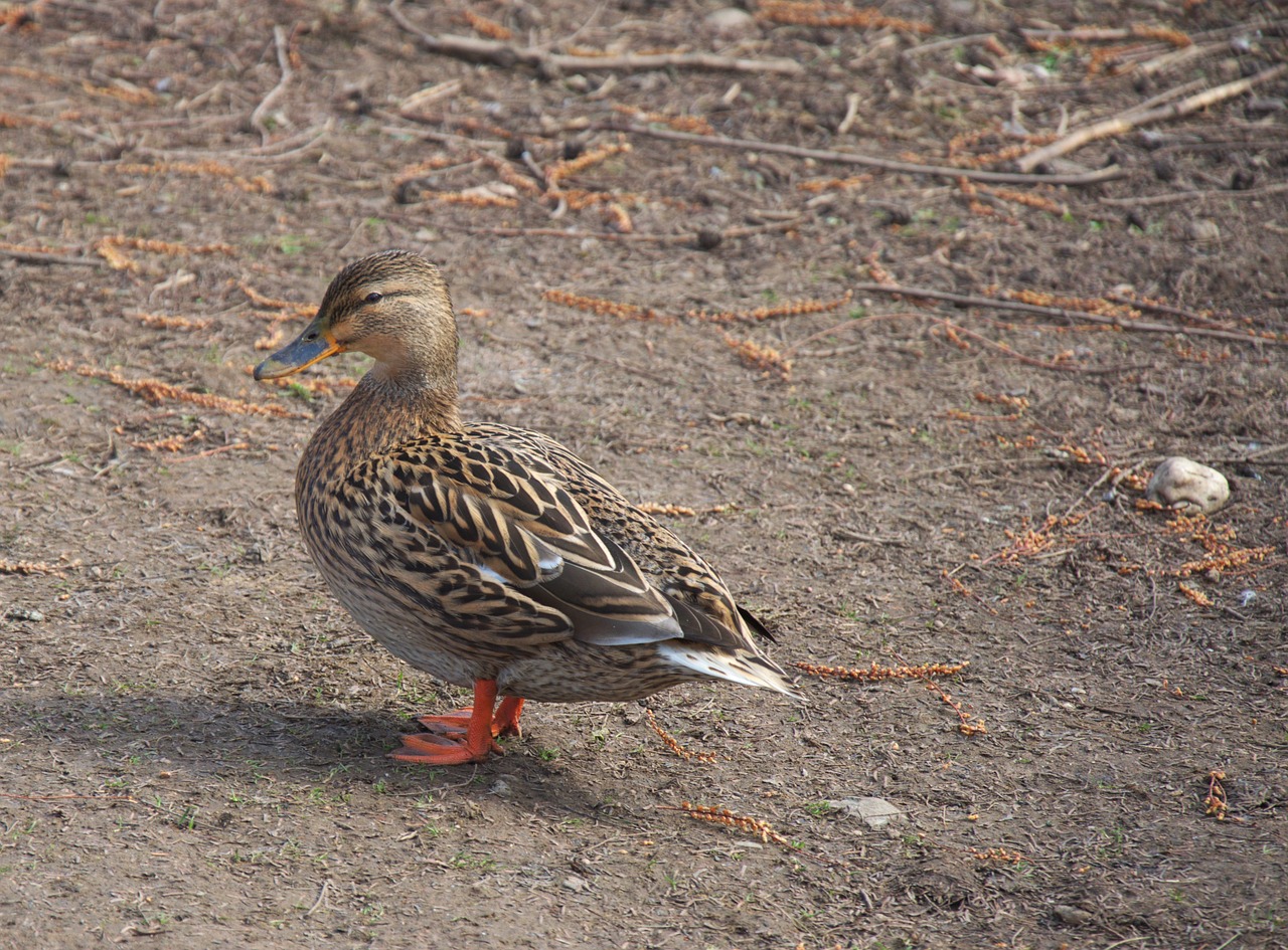 duck bird animal free photo