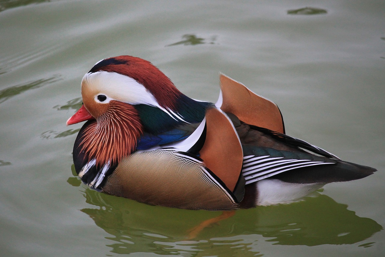 duck mandarin ducks colorful free photo