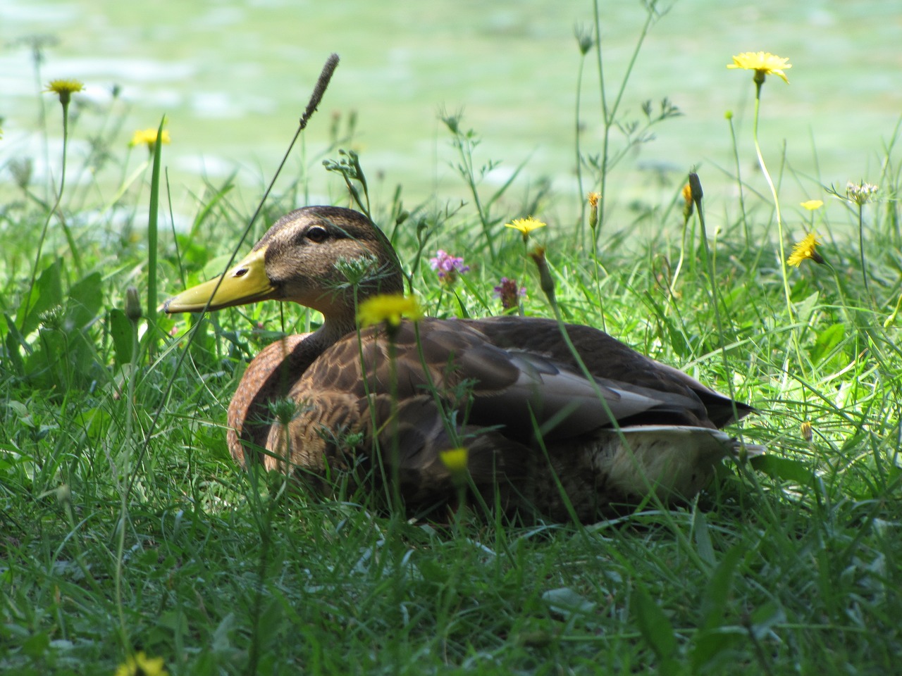 duck water pond free photo