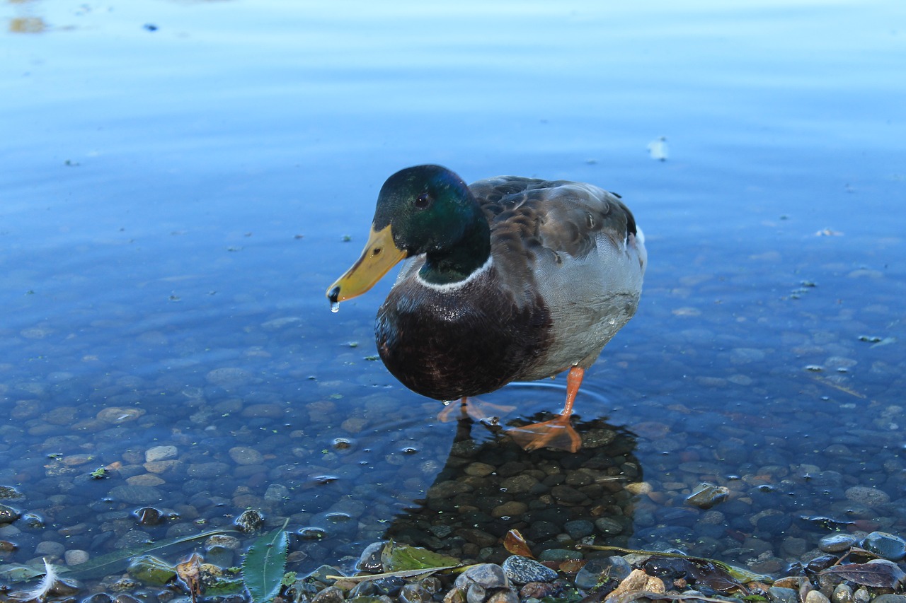 duck mallard lake free photo