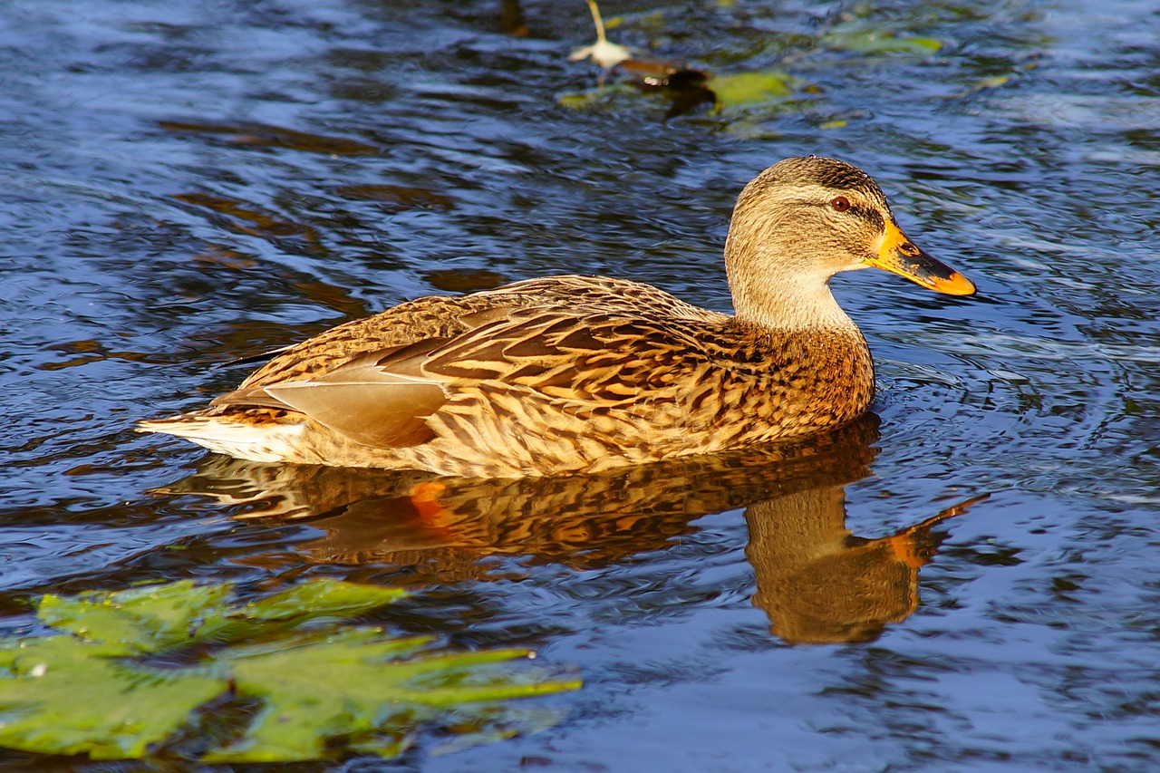 duck female bird free photo