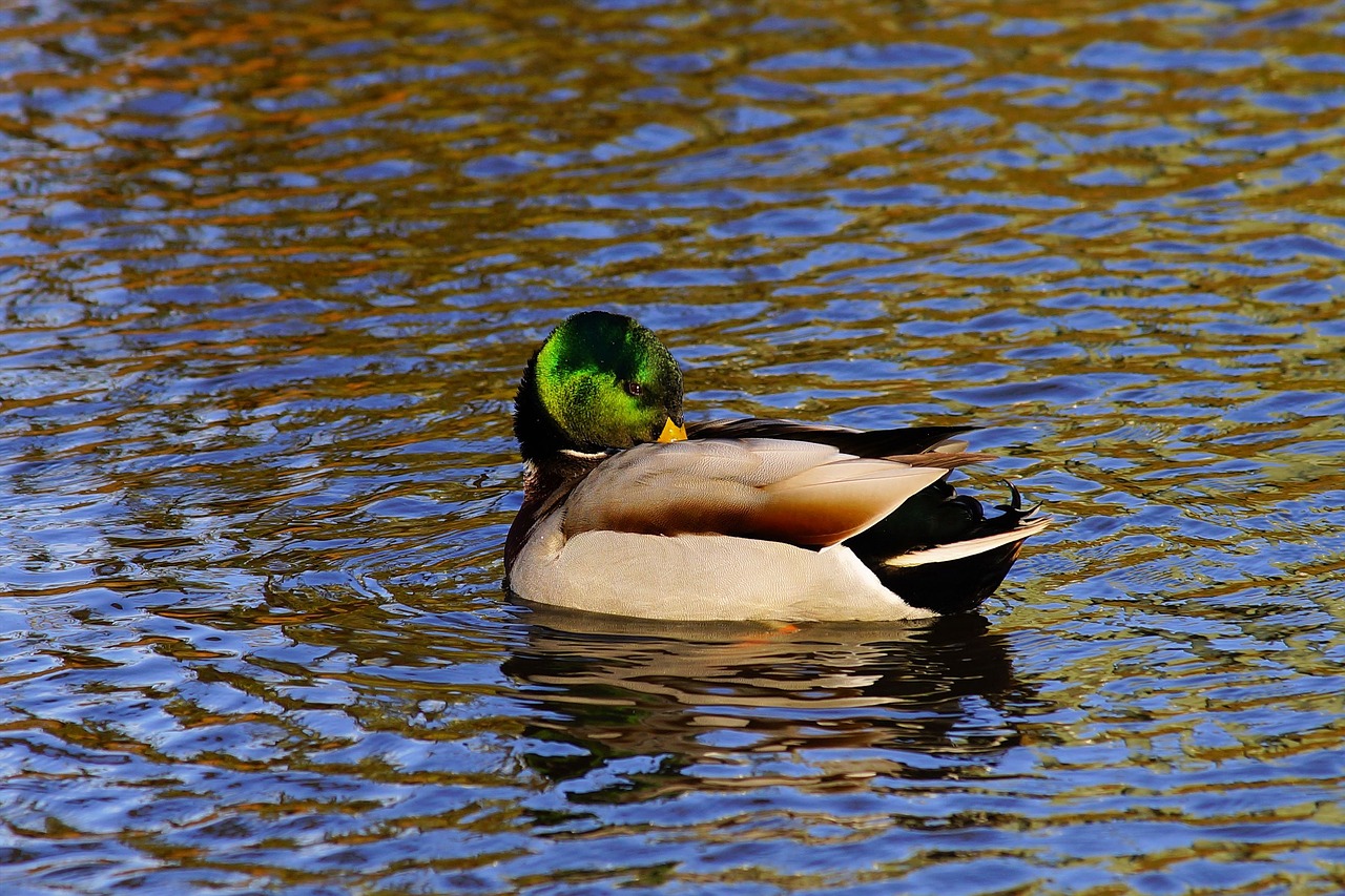 duck drake water bird free photo