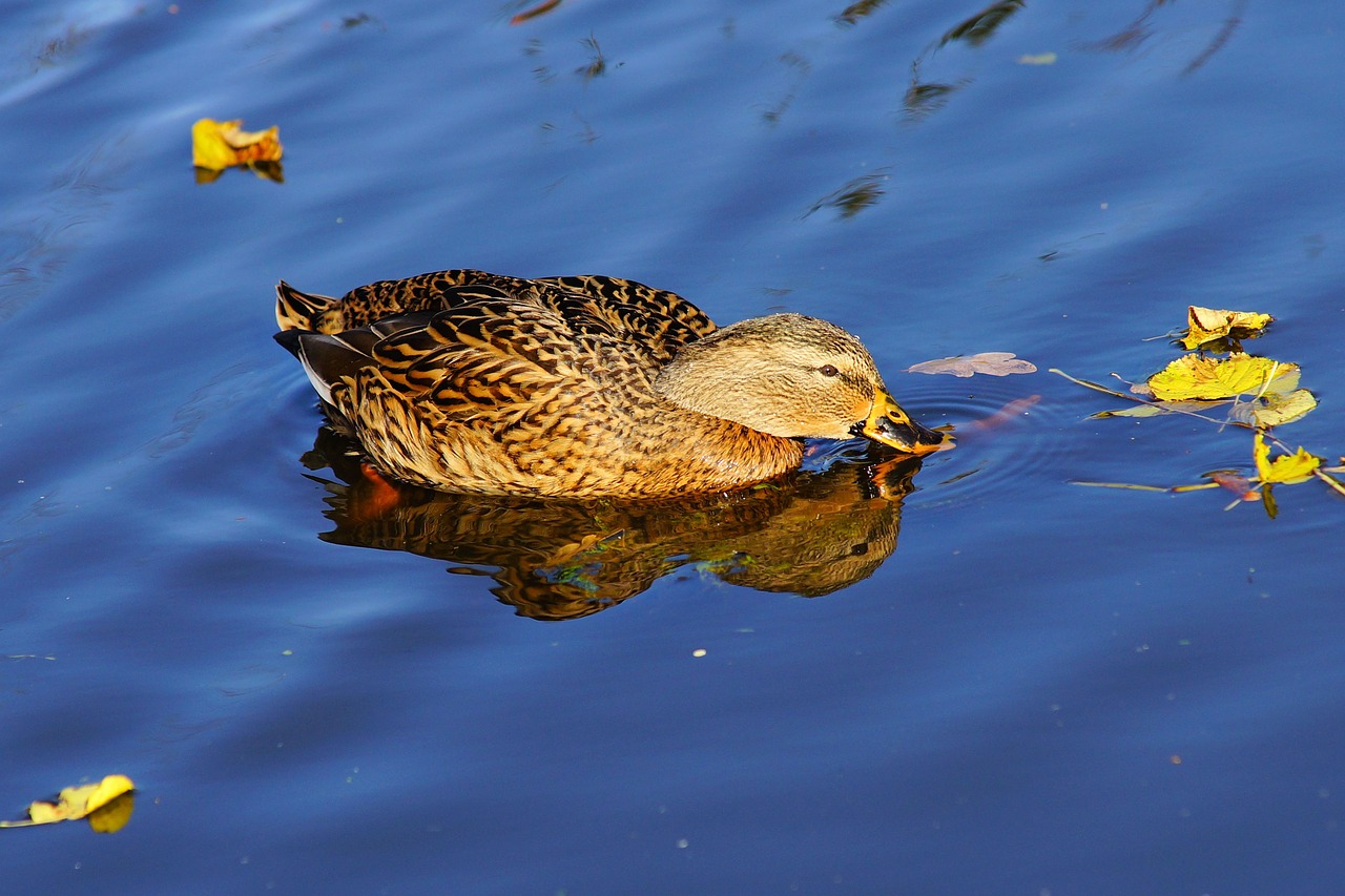 duck female bird free photo